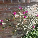 Ca' Dei Gelsi Bed and breakfast 3*