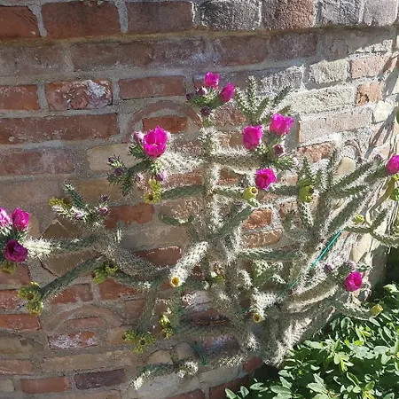 Ca' Dei Gelsi Bed & Breakfast *